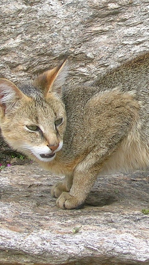 A Jungle Cat at Ranthambore