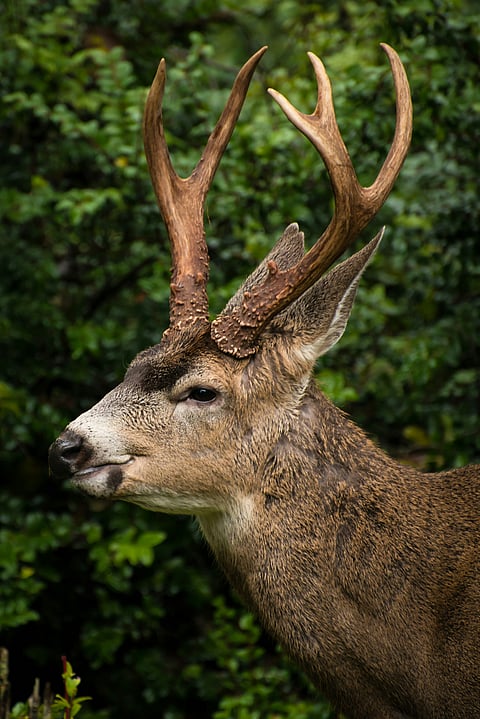 Close-up of a Sambar deer