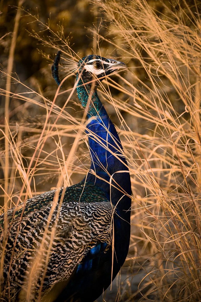 A beautiful peacock at Ranthambore - Unsplash