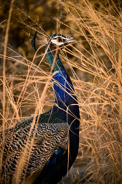 Unsplash : A beautiful peacock at Ranthambore