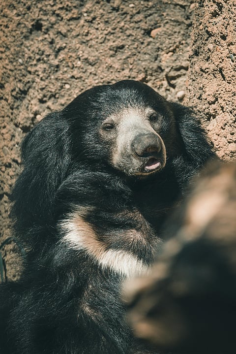 A sloth bear in its habitat