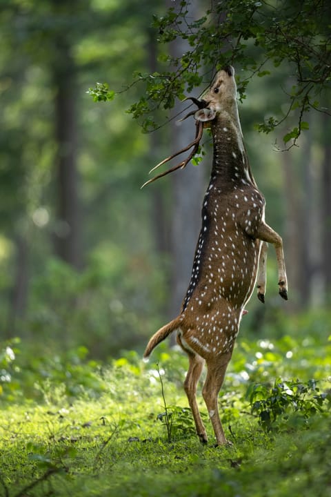A sambar deer reaches for food