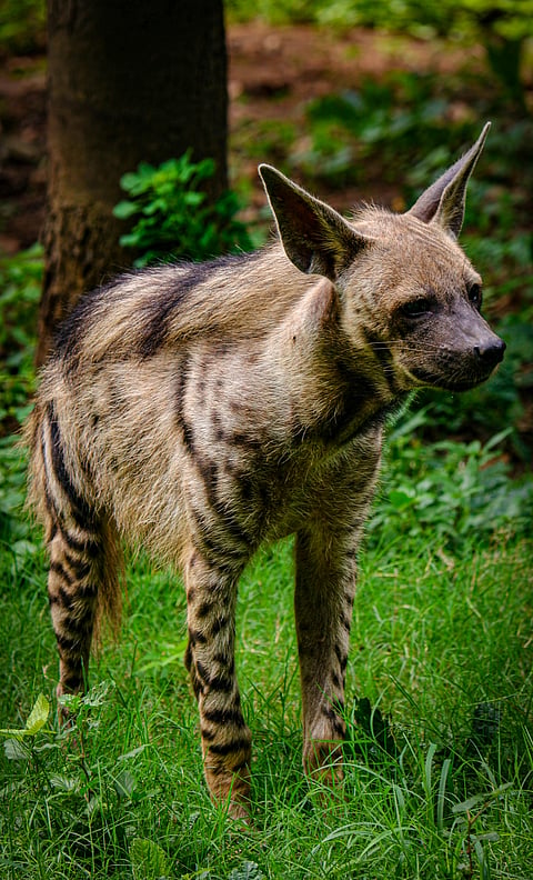 A striped hyena spotted in a jungle