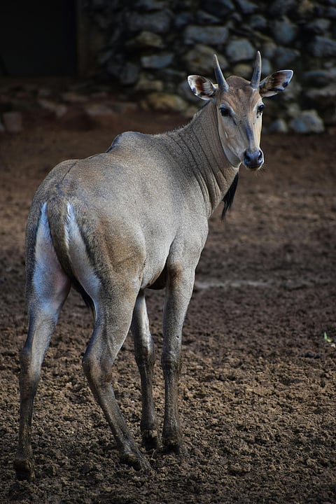 A nilgai looks into the camera