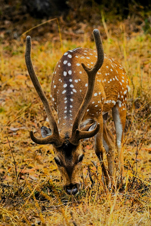 A spotted deer grazes in a jungle