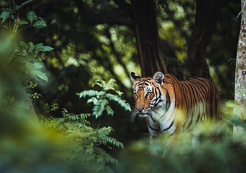 A tiger at the Corbett Tiger Reserve