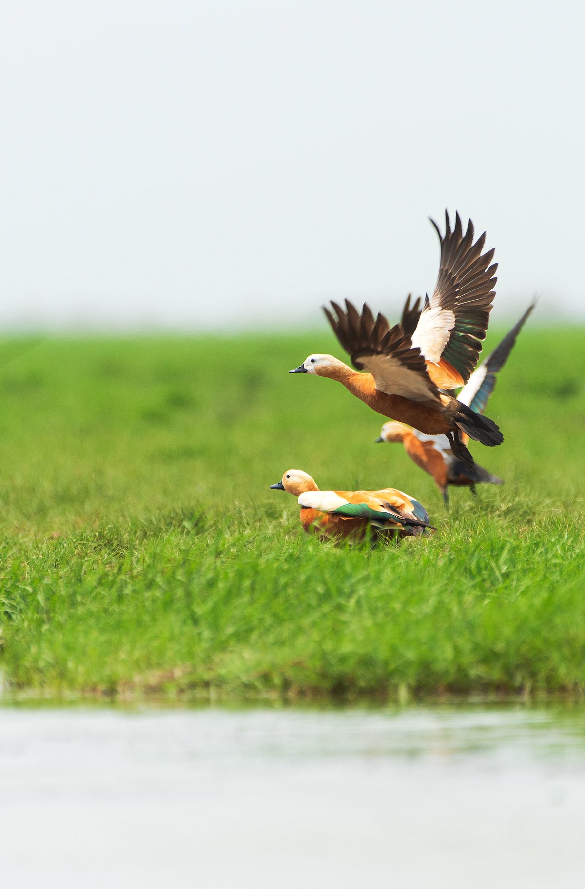 Shutterstock : A vertical closeup shot of Ruddy Shelduck birds flying near the Chilika Lake in Odisha