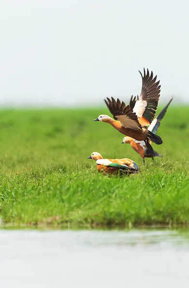 Shutterstock : A vertical closeup shot of Ruddy Shelduck birds flying near the Chilika Lake in Odisha