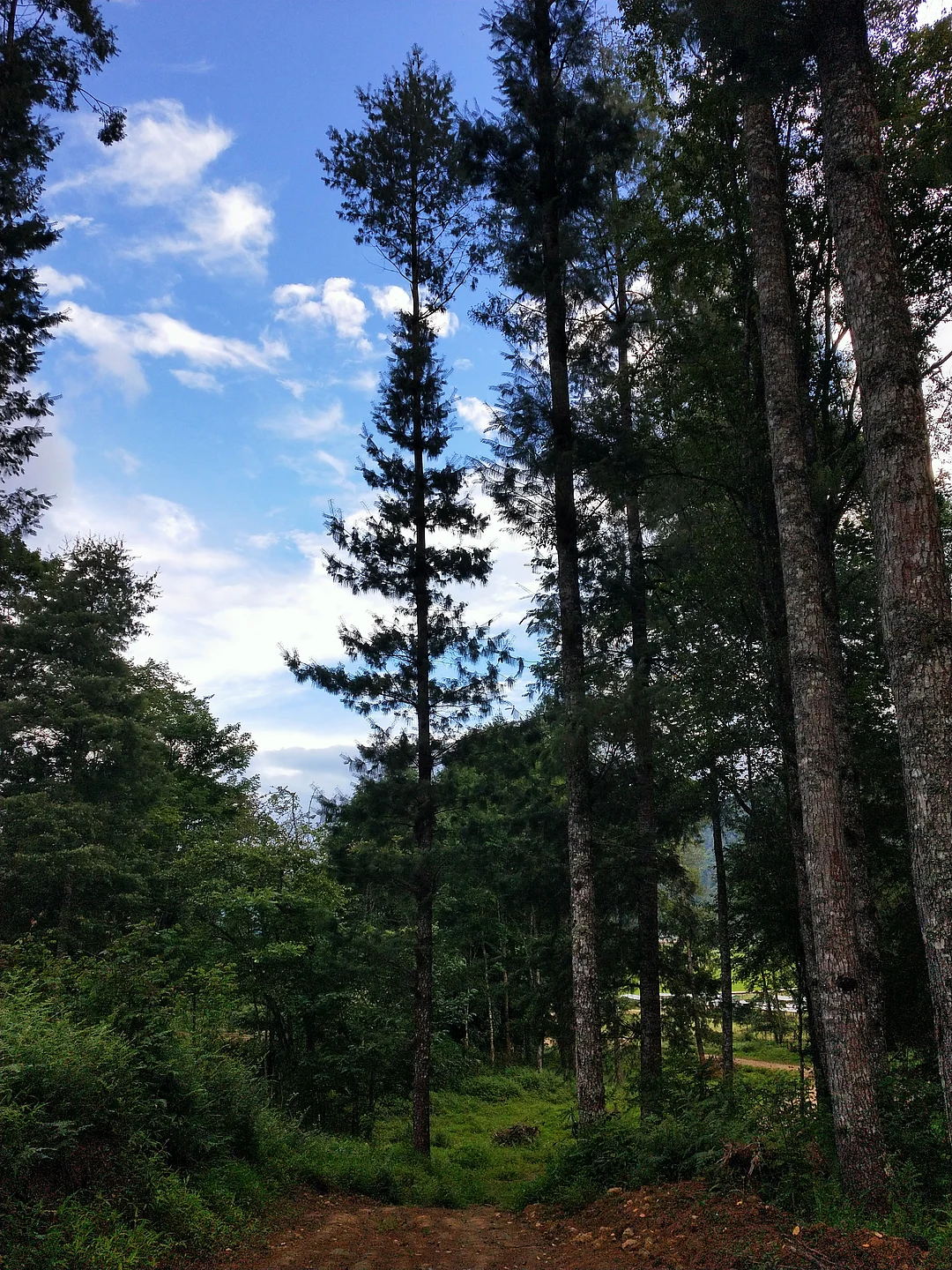 A shot at the verdant Ziro Valley, Arunachal Pradesh