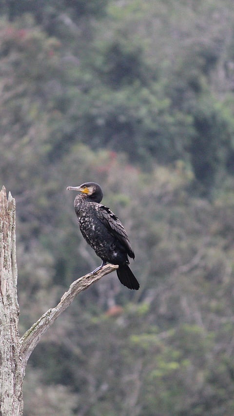 Cormorant at Periyar Lake, Gavi, Kerala