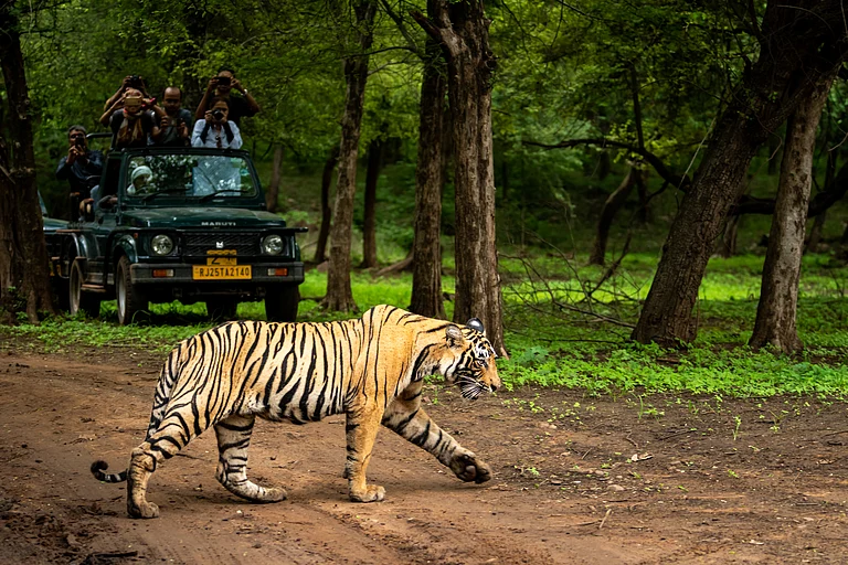 People on a safari spot a tiger at Ranthambore National Park (for representational purpose only) - Shutterstock