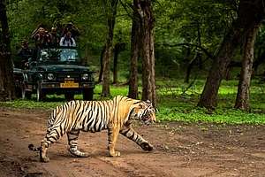 Forest Department Orders Dashcams For Ranthambore Safari Vehicles