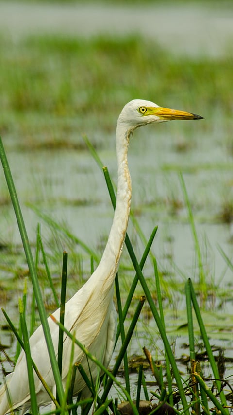 A migratory bird at Chilika Lake, Odisha
