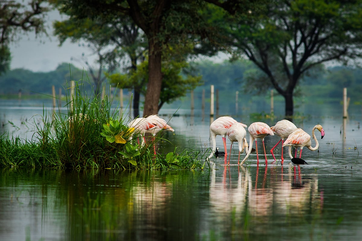 Greater flamingo flock in Keoladeo National Park in monsoon