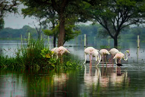 Greater flamingo flock in Keoladeo National Park in monsoon