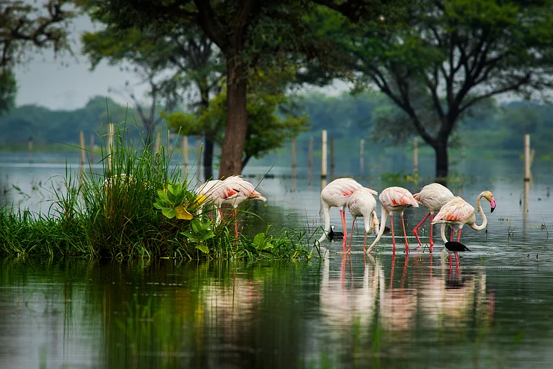 Greater flamingo flock in Keoladeo National Park in monsoon