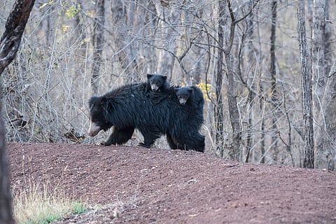 A sloth bear family at Satpura National Park