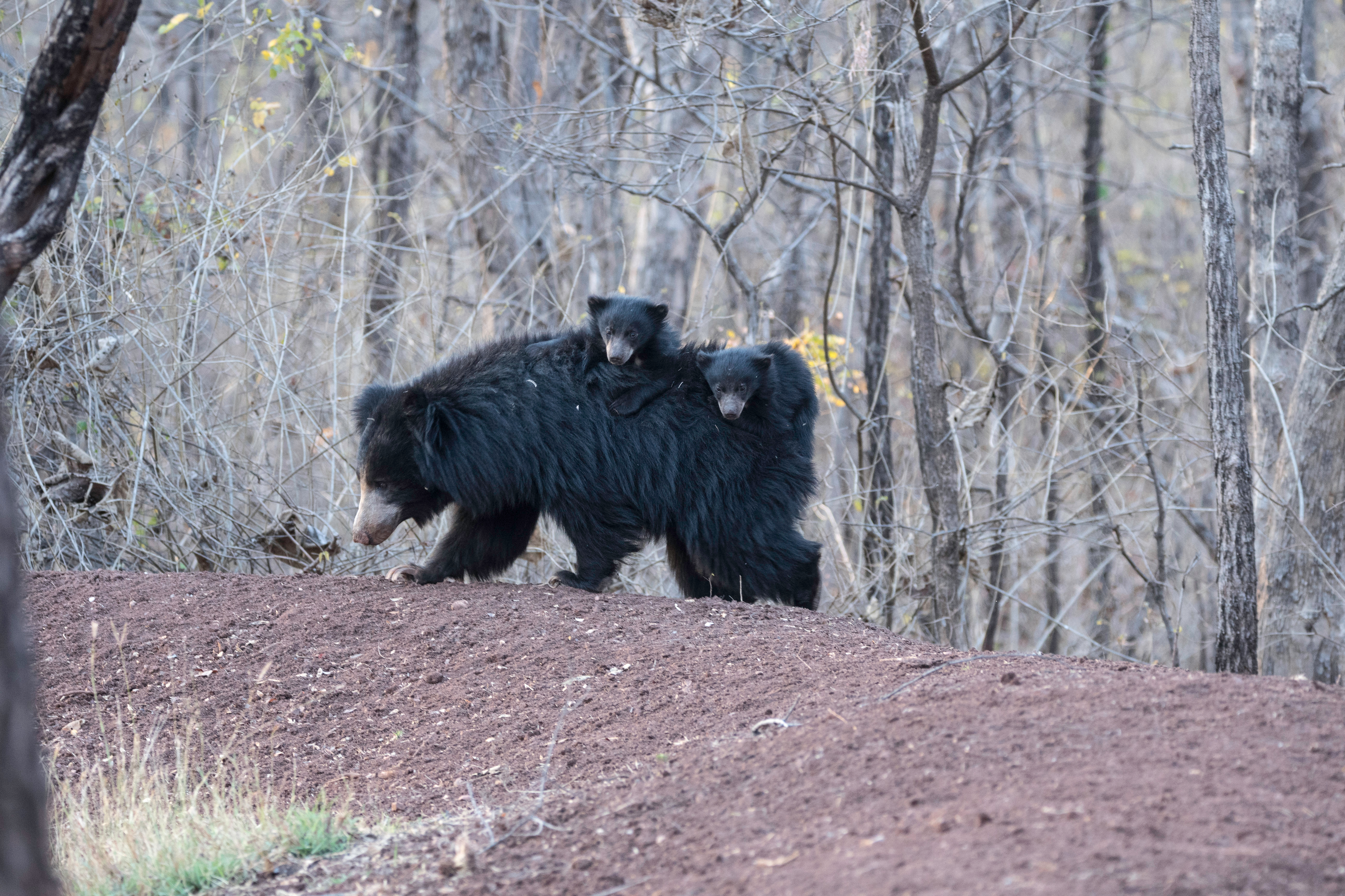 A sloth bear family at Satpura National Park