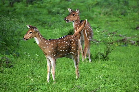 Spotted deer at the Van Vihar National Park