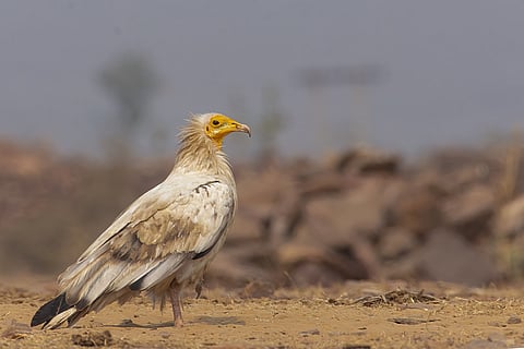 An Egyptian vulture at the Gandhi Sagar Wildlife Sanctuary