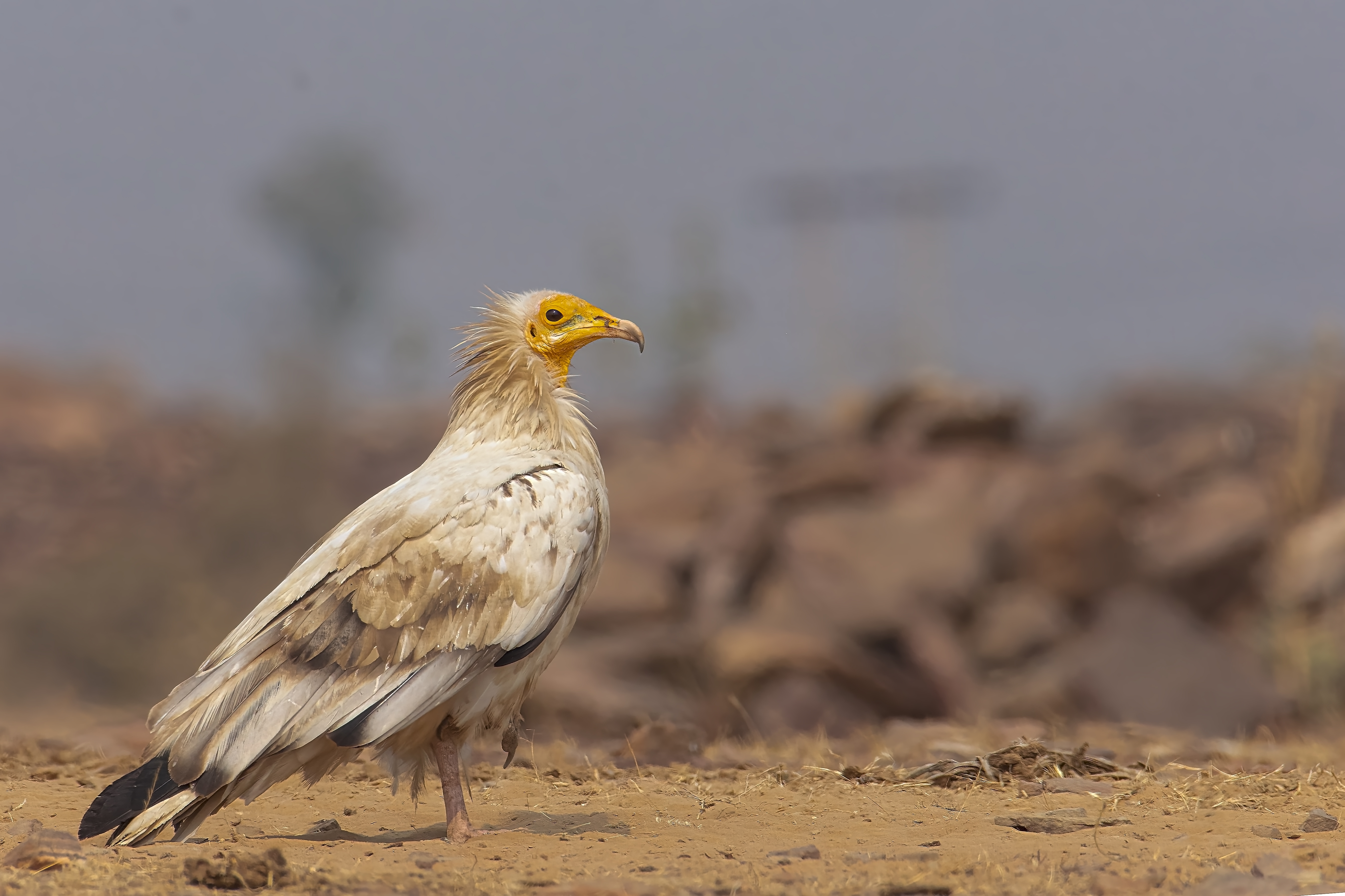 An Egyptian vulture at the Gandhi Sagar Wildlife Sanctuary