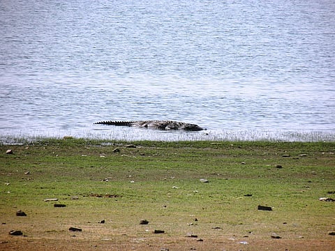 A crocodile at Madhav National Park