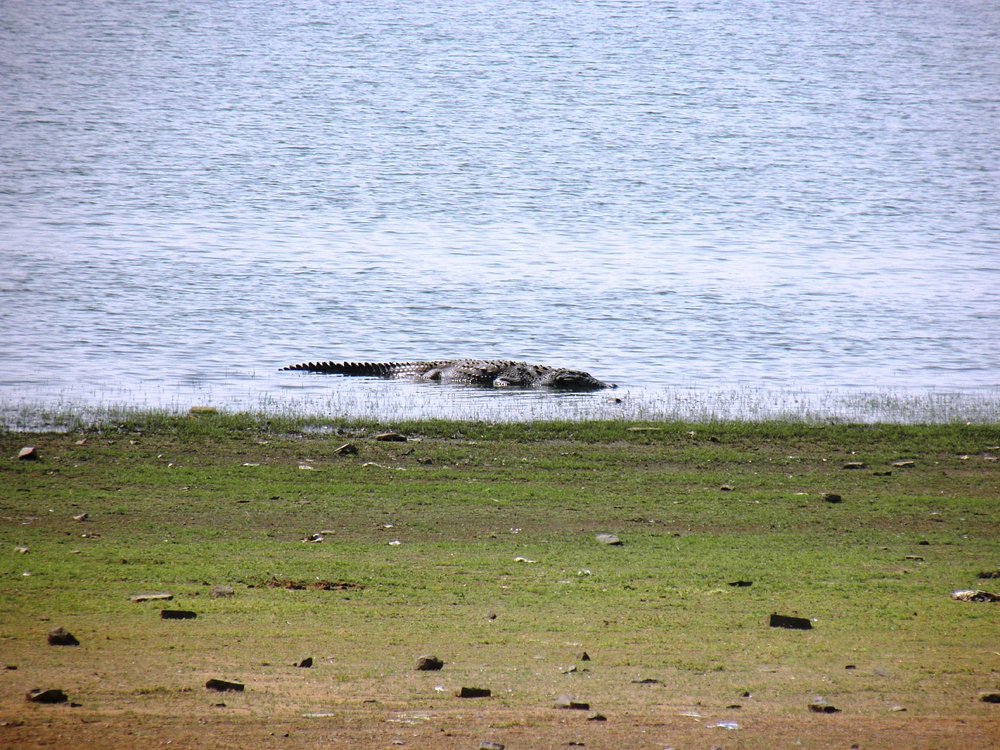 A crocodile at Madhav National Park