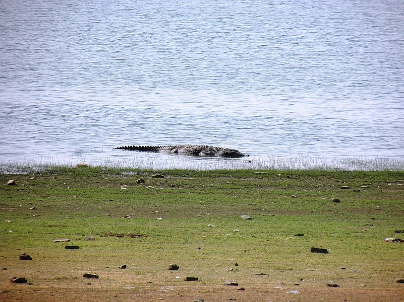 A crocodile at Madhav National Park