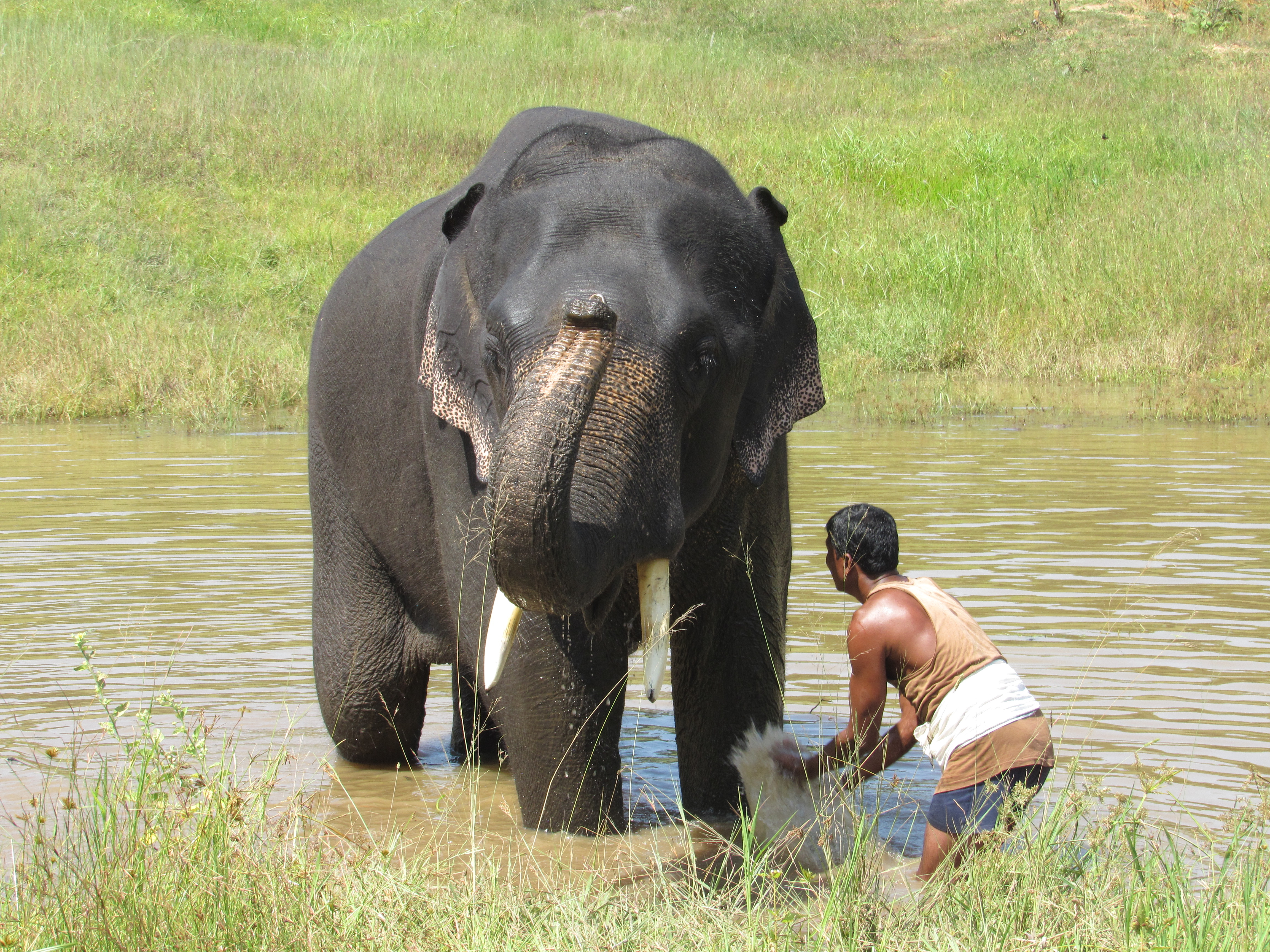 An elephant being cleaned at the Sanjay-Dubri National Park