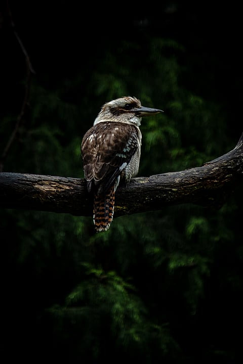 The charming Australian Laughing Kookaburra at the Yarra Valley