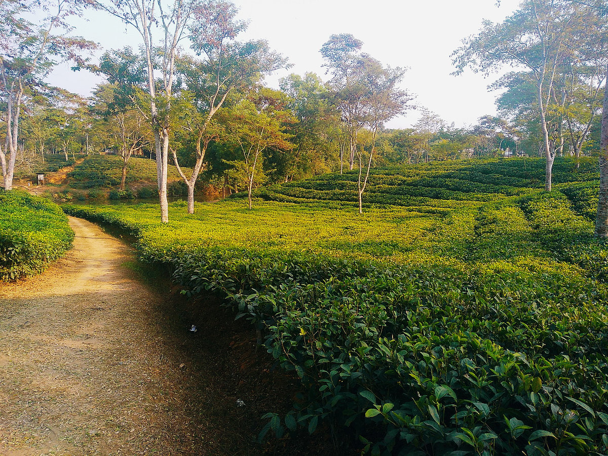 A tea estate in Tripura, India