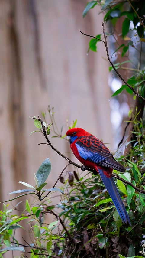 A Crimson Rosella in the Dandenong Ranges