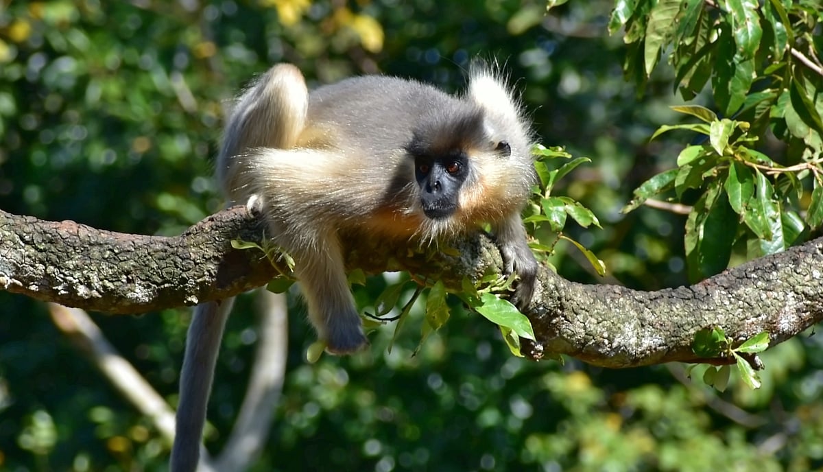 A golden langur at Sepahijala Wildlife Sanctuary