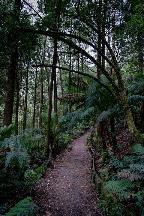 Path in the rainforest at Triplet Falls in the The Great Otway National Park