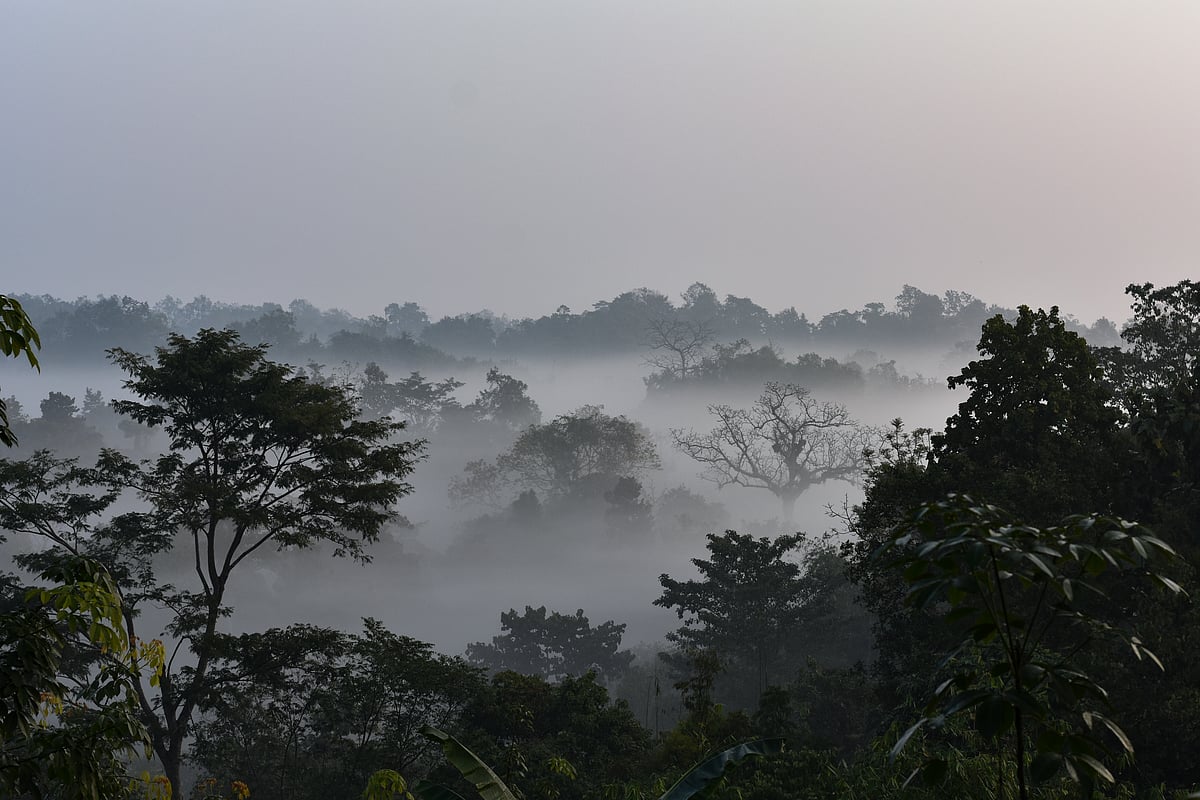 A forest in Tripura during winter