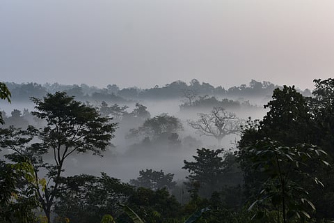 A forest in Tripura during winter