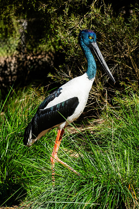 Black-Necked Stork t Healesville Sanctuary