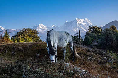 SauravRawat/Shutterstock : A horse in Sari Village, Uttarakhand. Image for representational purposes only