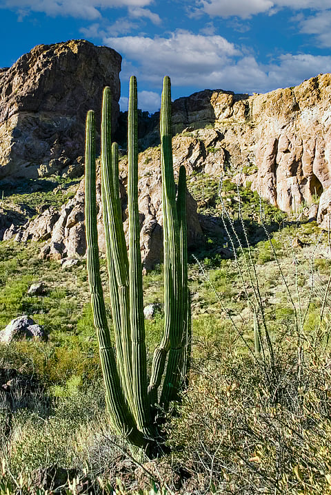 Desert landscape with cacti at Organ Pipes National Park
