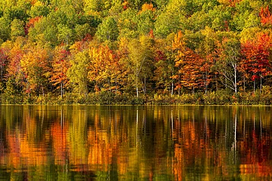 Wirestock Creators/Shutterstock : Fall foliage at Baxter State Park