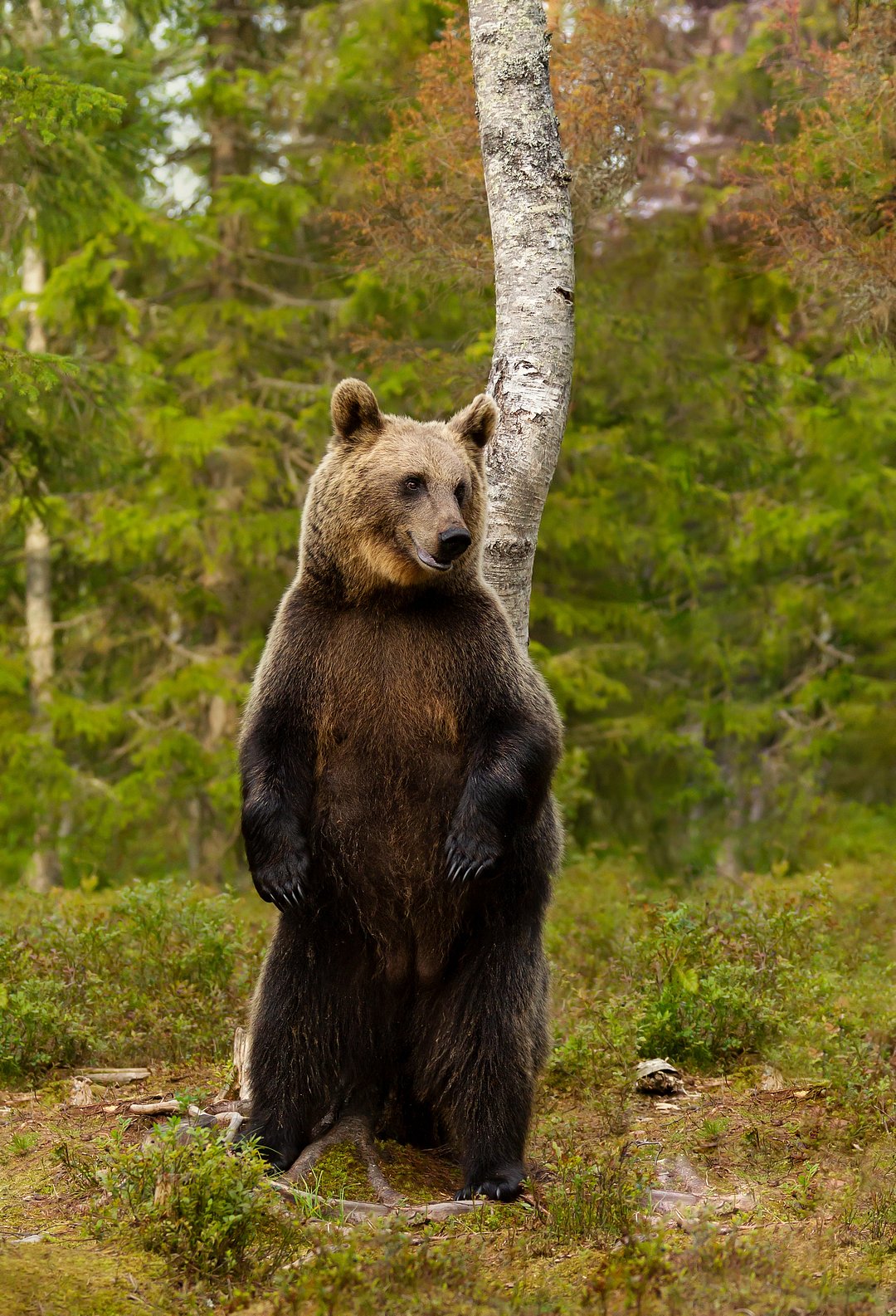 Close-up of a Eurasian brown bear