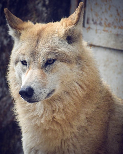 A Tibetan wolf
