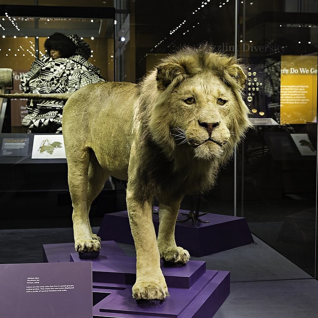 A taxidermied lion at the National Museum of Natural History in Washington, D.C.