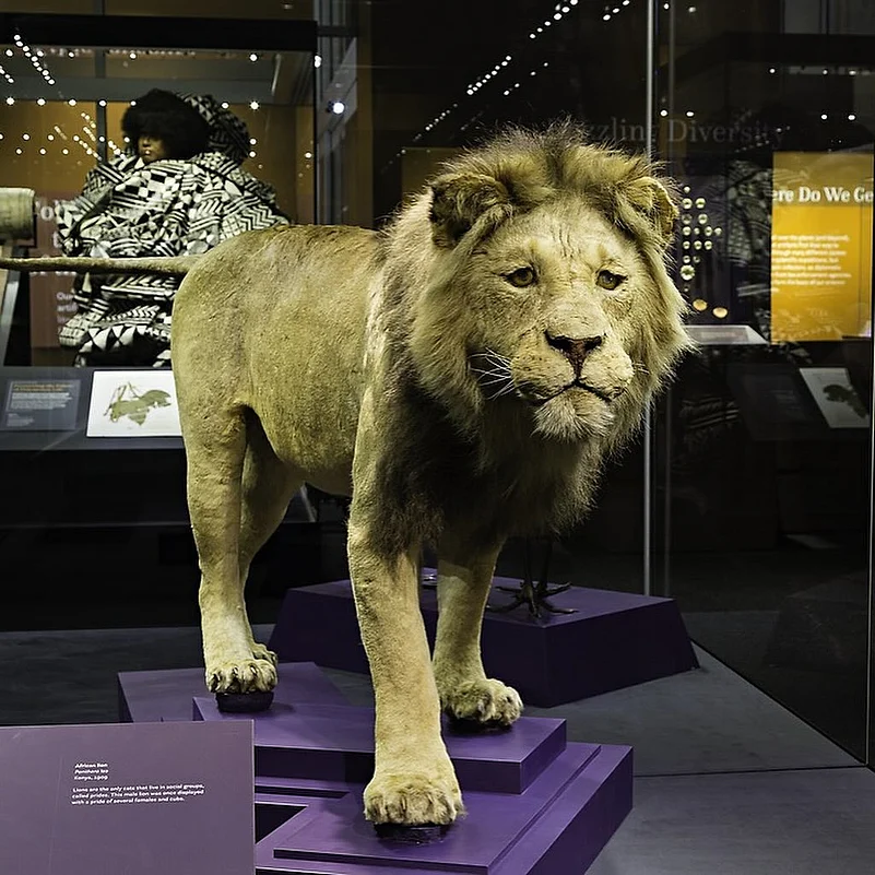A taxidermied lion at the National Museum of Natural History in Washington, D.C.