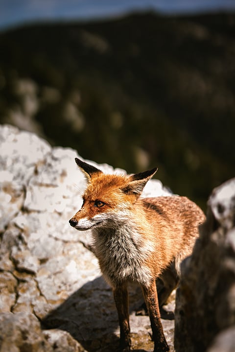 A red fox