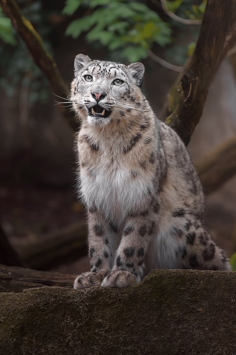 A snow leopard