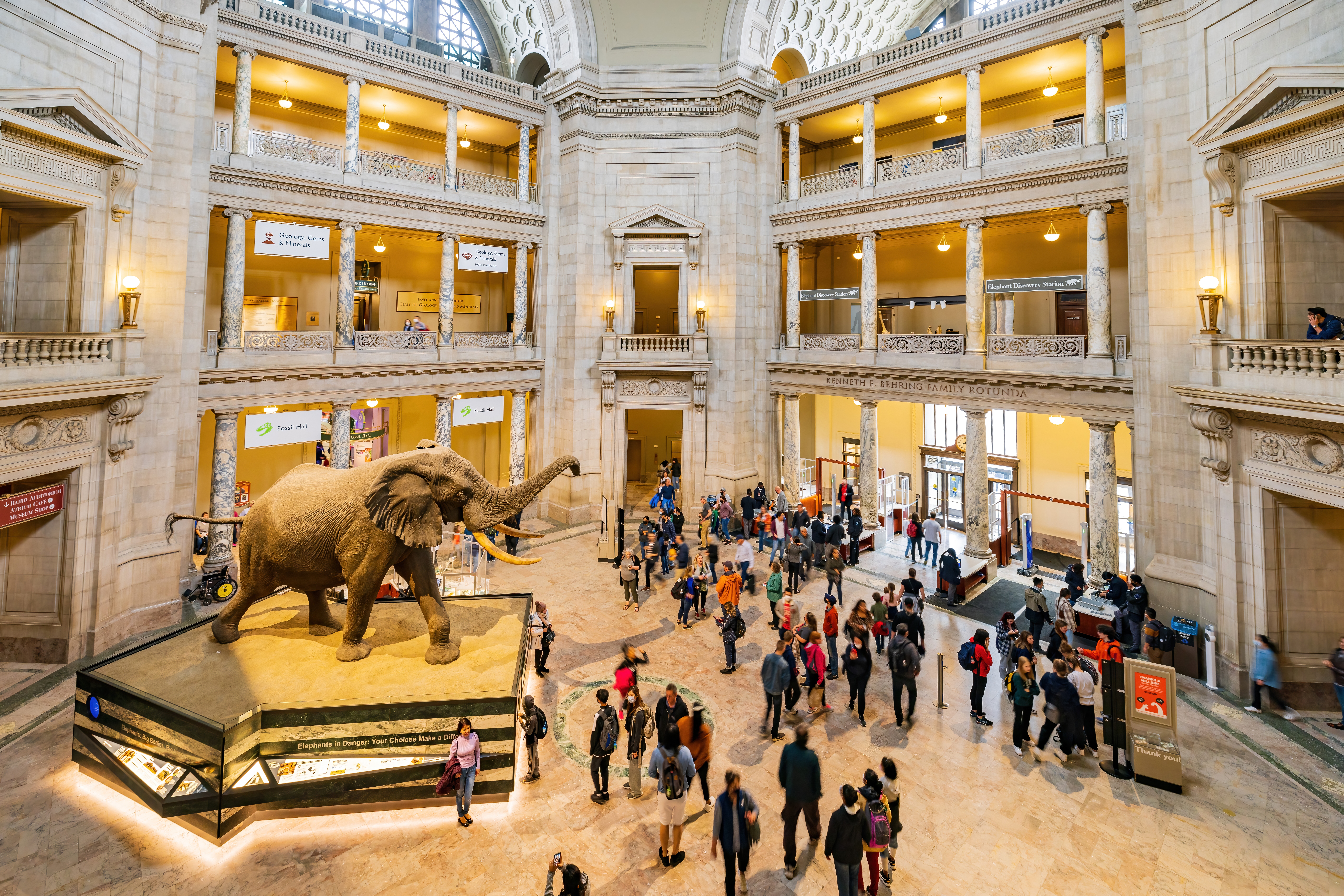 A taxidermied African elephant at the National Museum of Natural History - Kit Leong/Shutterstock