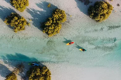 visitabudhabi.ae/Website : Paddle through the calm waters of Mangrove National Park in Abu Dhabi with a kayaking experience