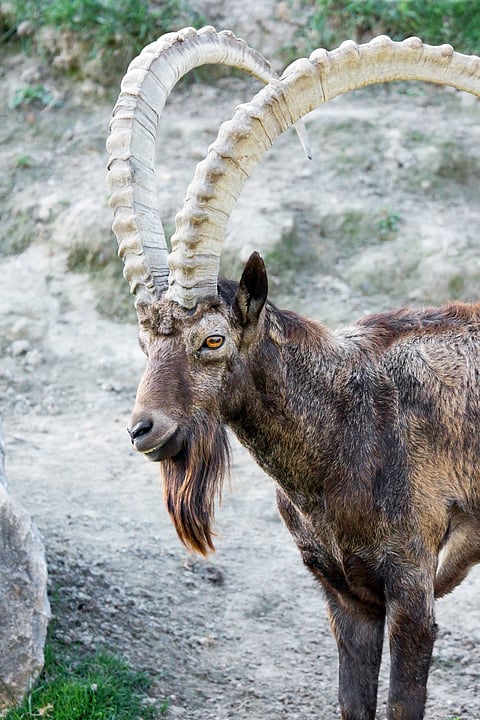 An Asiatic ibex at Hemis National Park