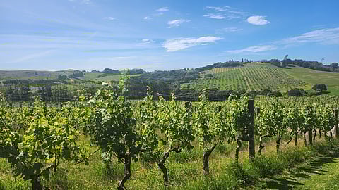 Vineyard at Waiheke Island